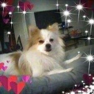 Meet your Posher, Susan